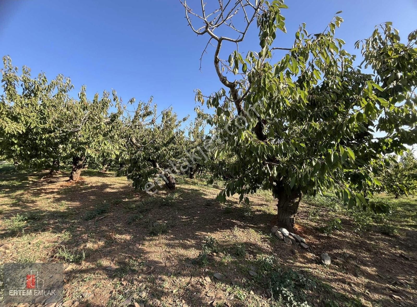 İzmir Kemalpaşa Kamberler Satılık 2,444m2 Kirazlık Asfalta Sıfır