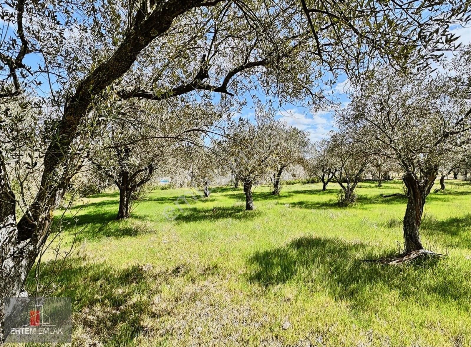 Manisa Yunusemre Osmancalı Satılık Zeytinlik Köy Yanı 2600 M2