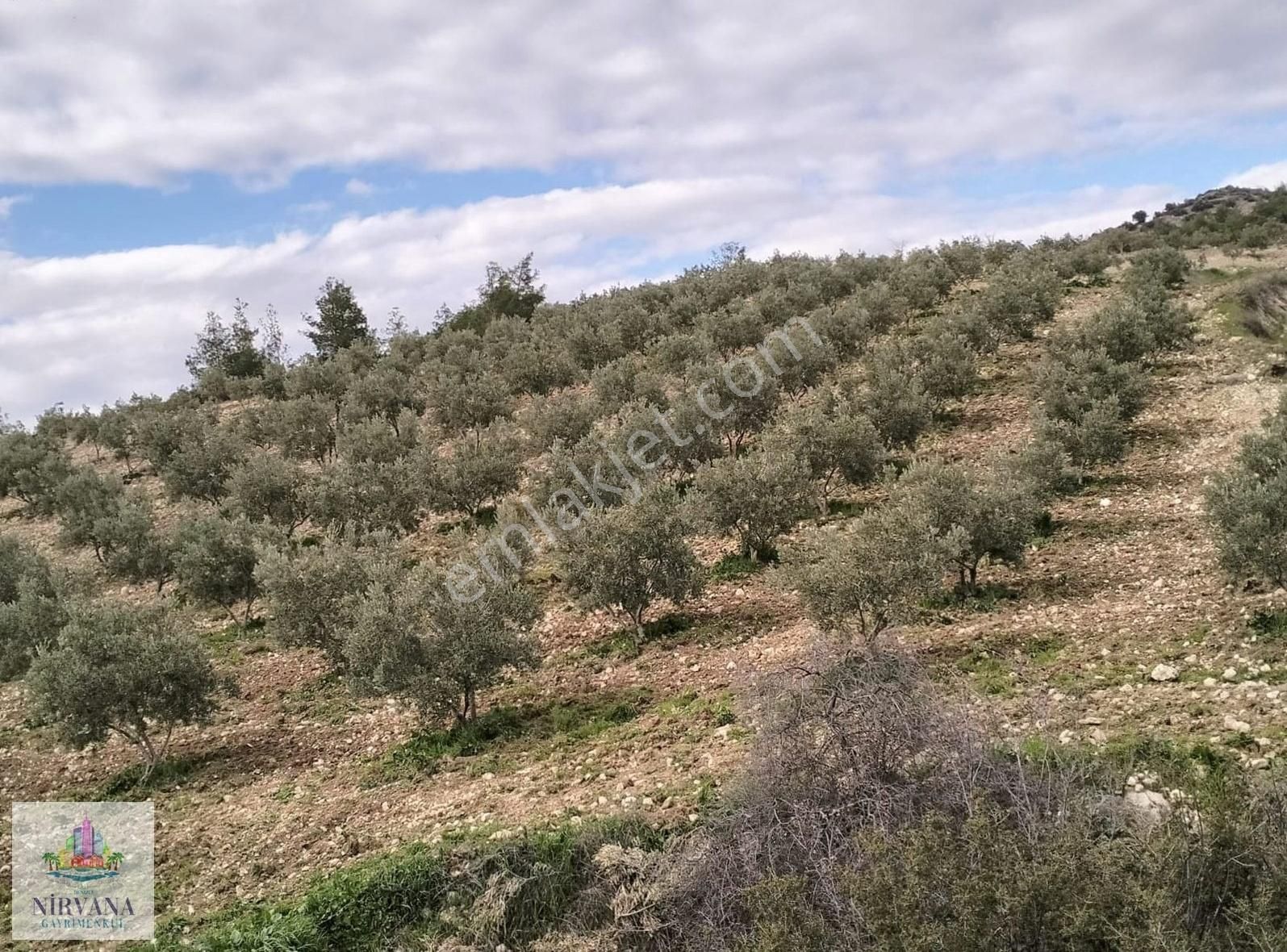 Pamukkale Gölemez Mh.de 17000 M2 Bakımlı Satılık Zeytin Bahçesi