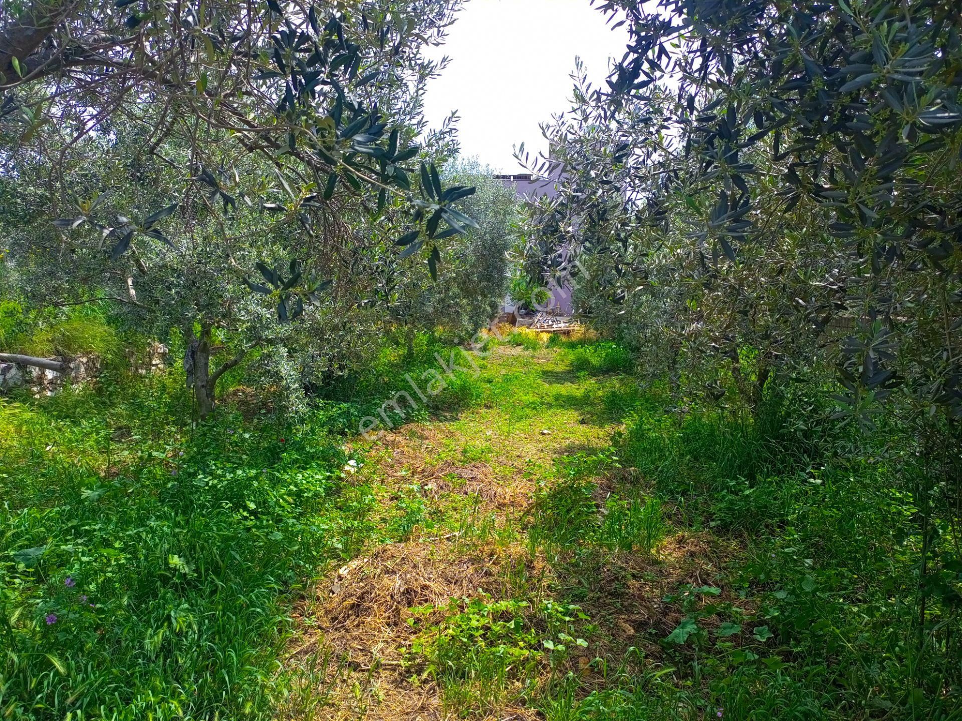 İndirdik!!!torbalı Emlak'tan Kuşçuburun Mh.750m2 Köy İçi Ev Yapmaya Uygun Arsamız Satılıktır. - Görsel 4