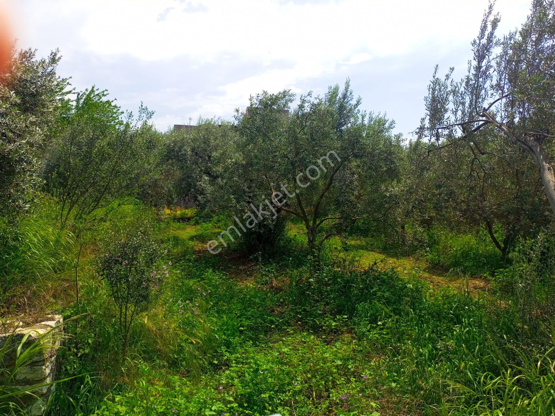 İndirdik!!!torbalı Emlak'tan Kuşçuburun Mh.750m2 Köy İçi Ev Yapmaya Uygun Arsamız Satılıktır. - Görsel 2