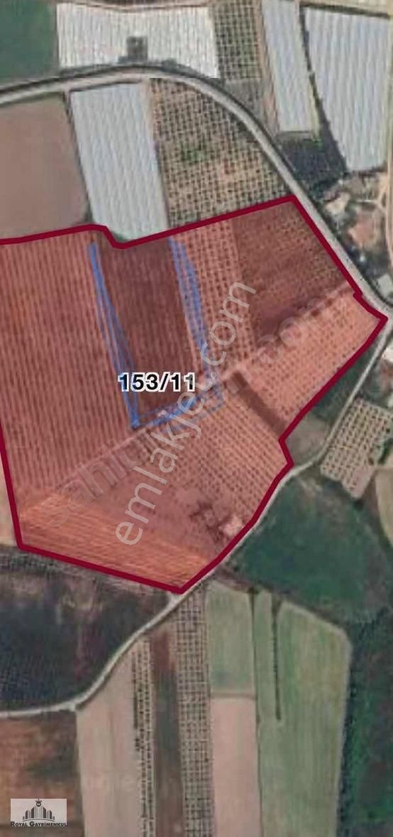 Yeniköy De Satılık Avakado Bahçesi