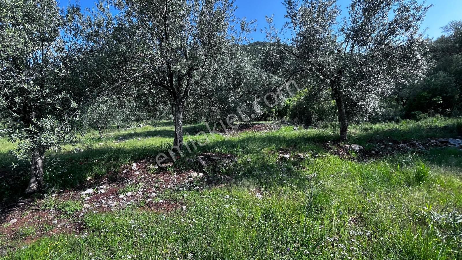 Stop’tan Göcek'te 3443m² %5 İmar Yol Su Elektrik Önünde Göcek 7km Satılık - Görsel 6