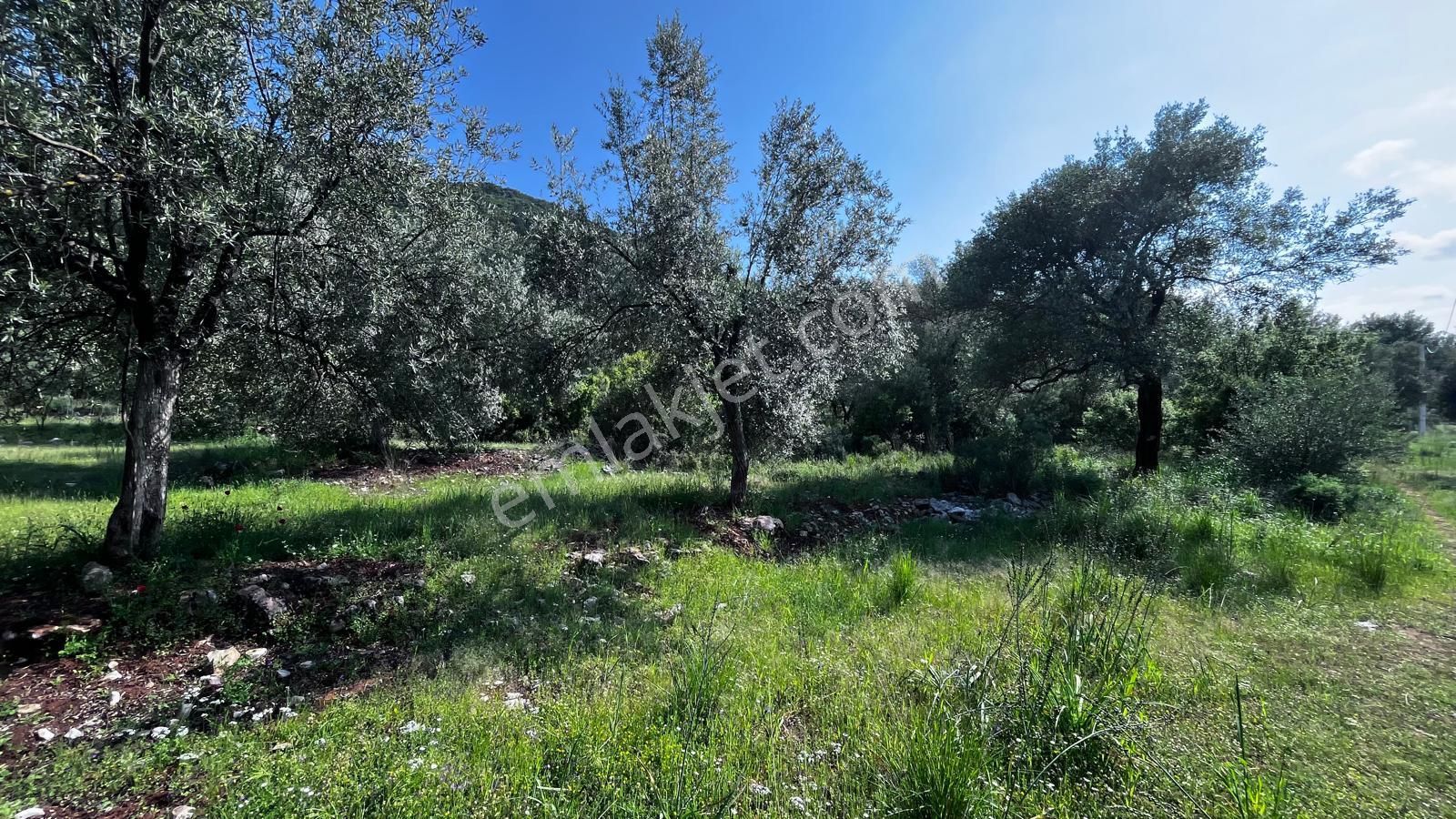 Stop’tan Göcek'te 3443m² %5 İmar Yol Su Elektrik Önünde Göcek 7km Satılık - Görsel 3