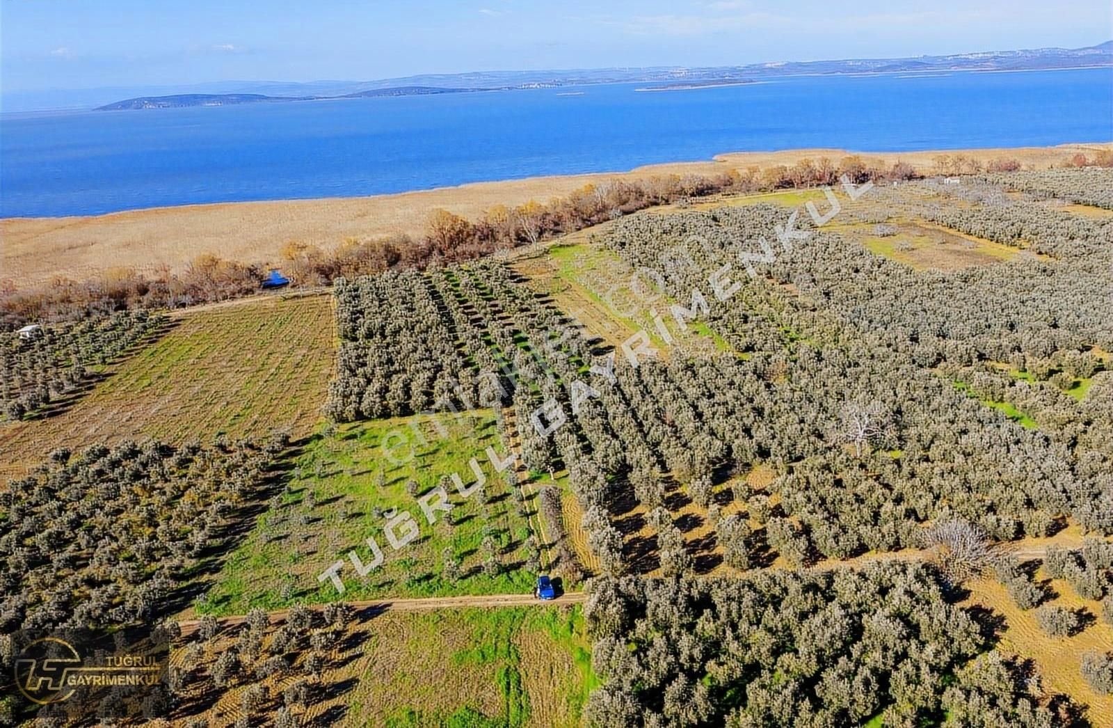 Akçapınar Köyünde 1871m2 Satılık Zeytinlik