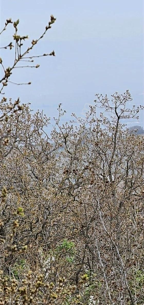 3000m Barcın Mah 1km Civarı Hava Alanı Yenişehir Manzaralı Fırs - Görsel 4