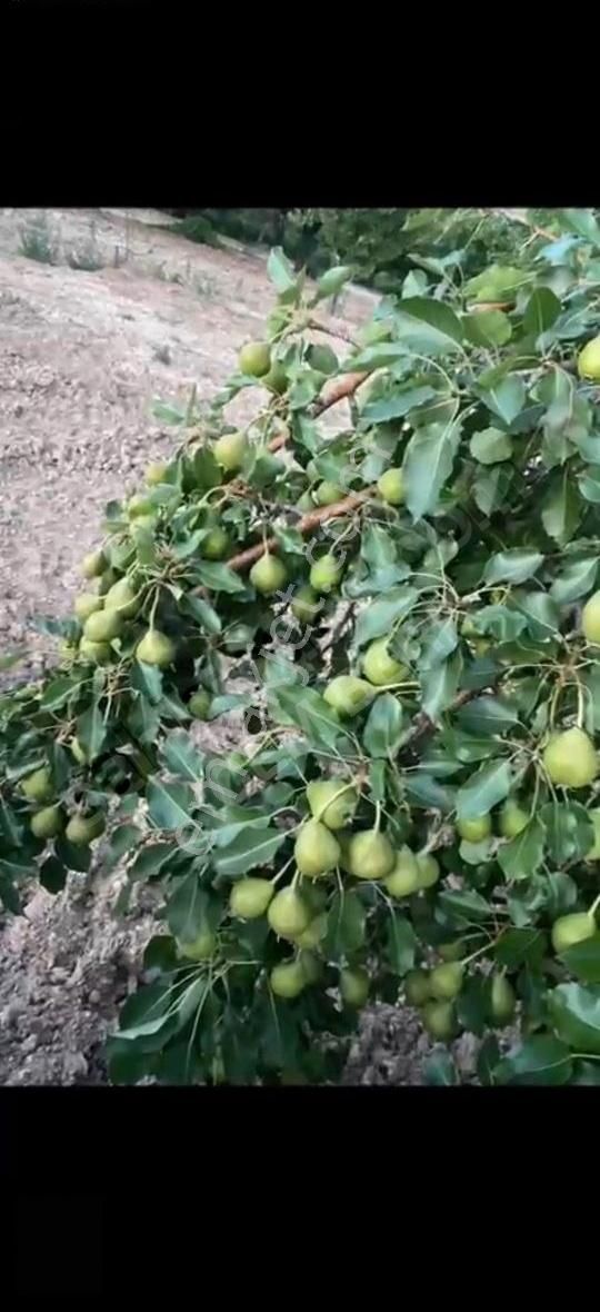 Yazıhan Epreme Mh. Satılık 68.000m2 Tam Teşekküllü Çiftlik......