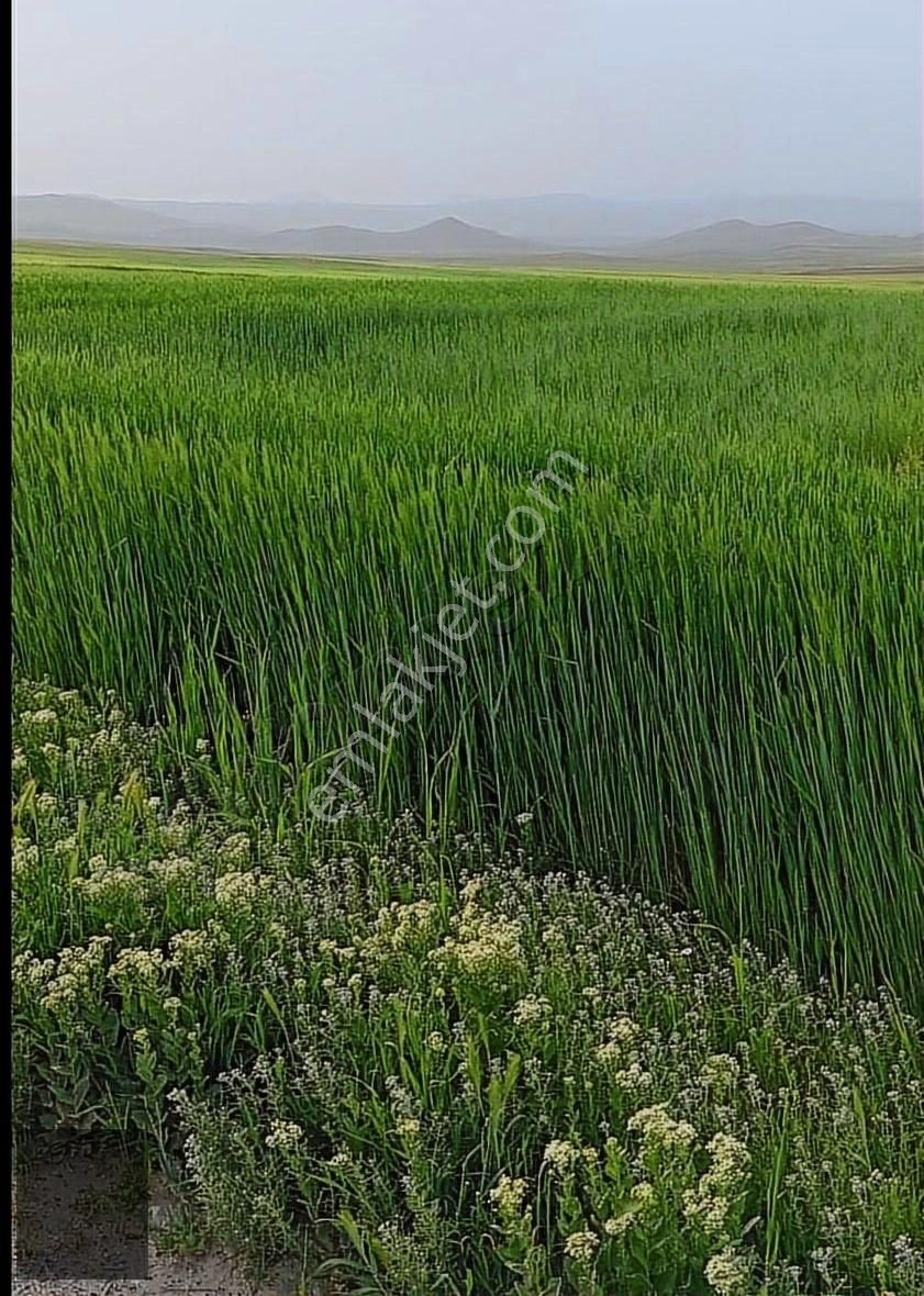Arguvan Morhamam Mevkiinde Satılık 52.100m2 Verimli, Düz Arazi..