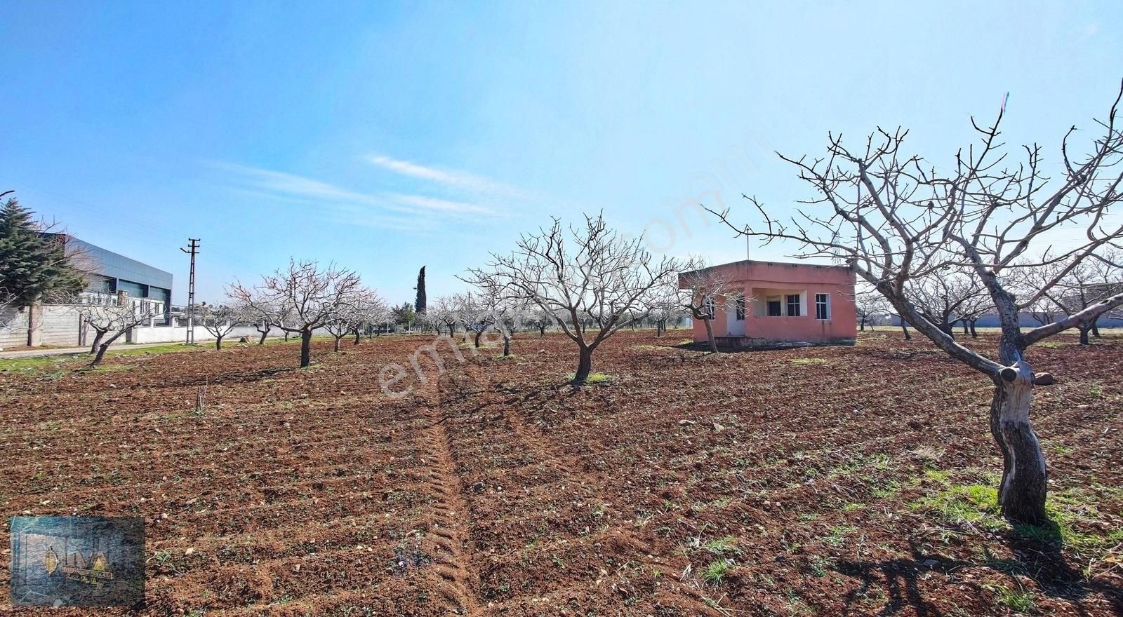 Kilis Liva Gayrimenkul'den Antep Yolu Üzerinde Satılık Fıstık