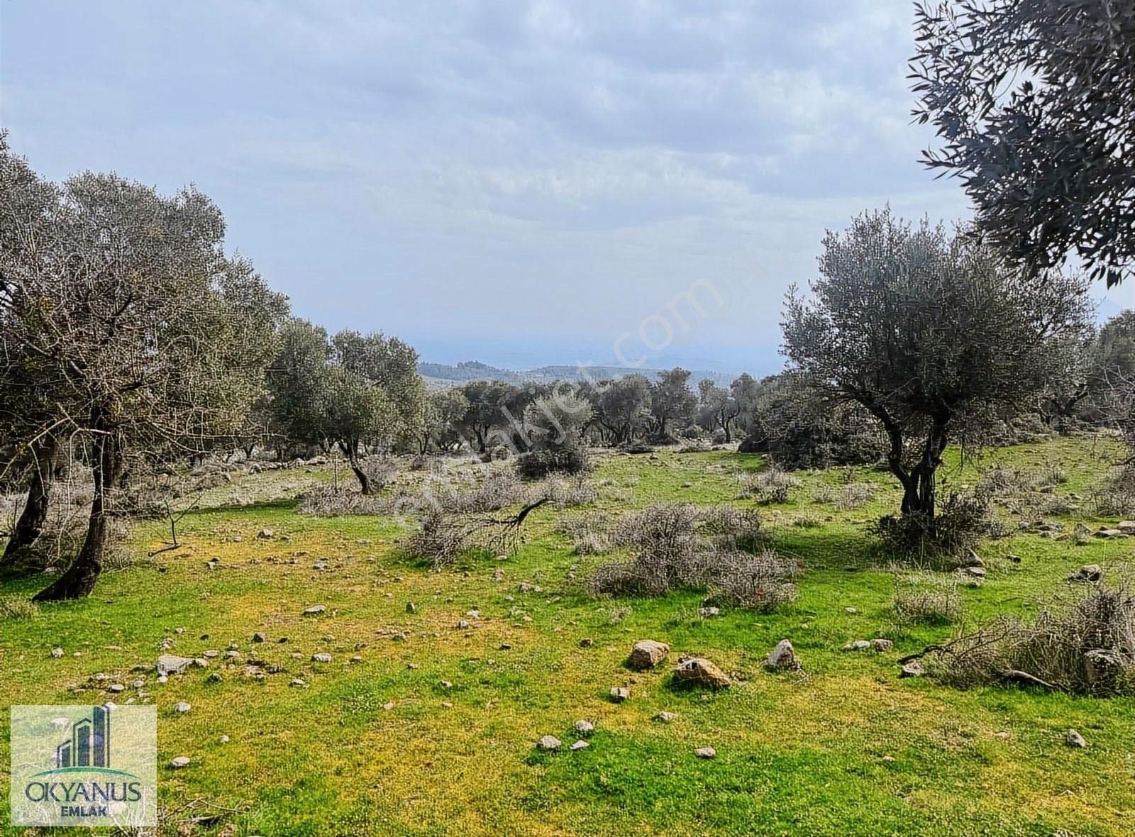 Sarıalan Da 7.500 M2 Zeytinlik , Tek Tapu , Yolu Var - Görsel 31