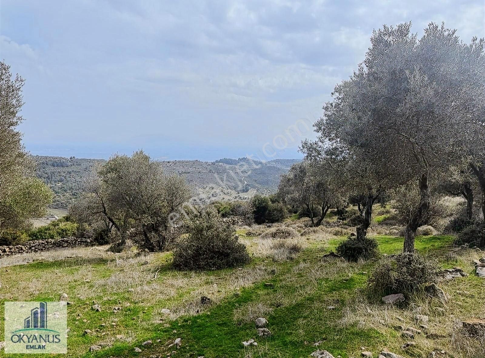 Sarıalan Da 7.500 M2 Zeytinlik , Tek Tapu , Yolu Var - Görsel 26