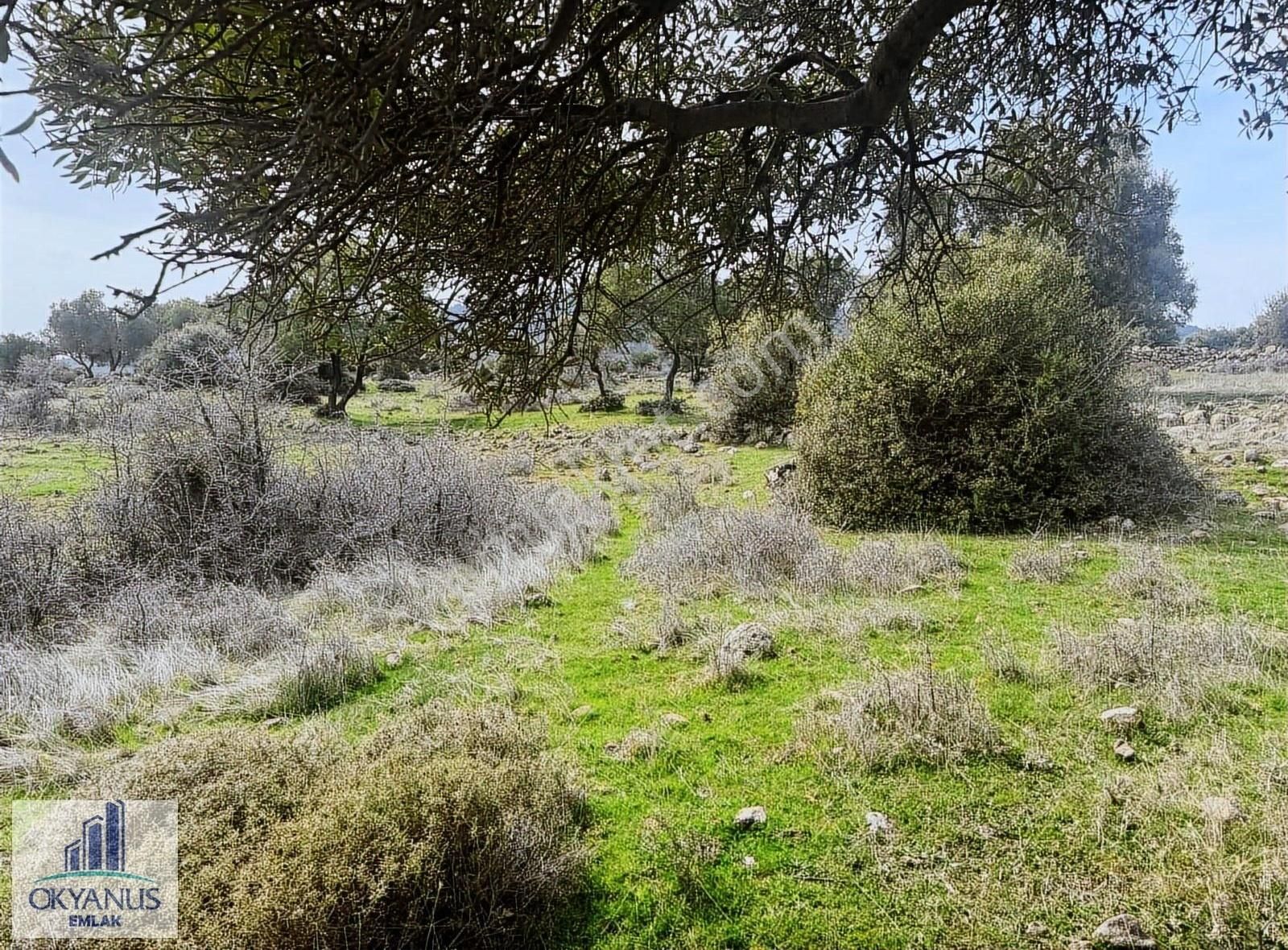 Sarıalan Da 7.500 M2 Zeytinlik , Tek Tapu , Yolu Var - Görsel 13