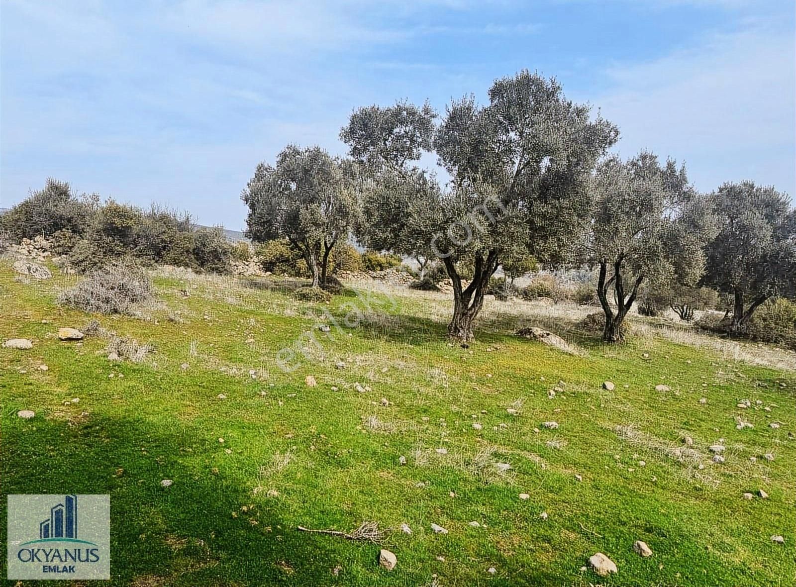 Sarıalan Da 7.500 M2 Zeytinlik , Tek Tapu , Yolu Var - Görsel 7