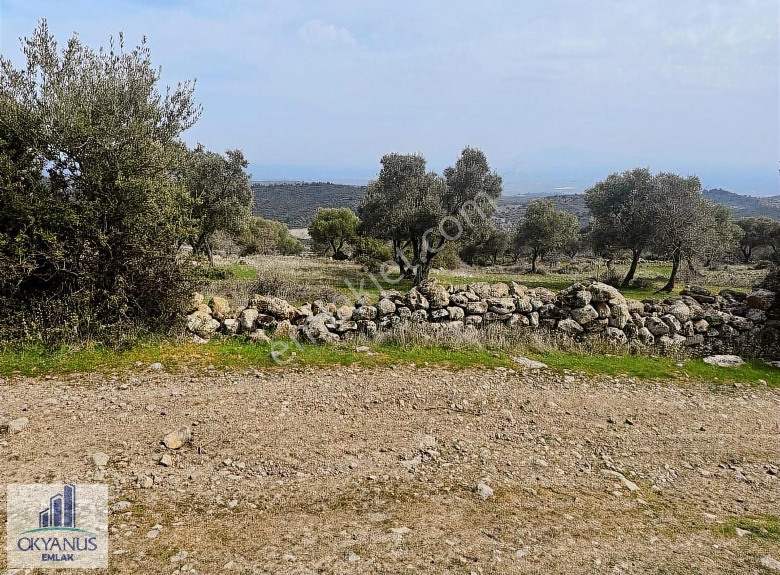 Sarıalan Da 7.500 M2 Zeytinlik , Tek Tapu , Yolu Var - Görsel 10