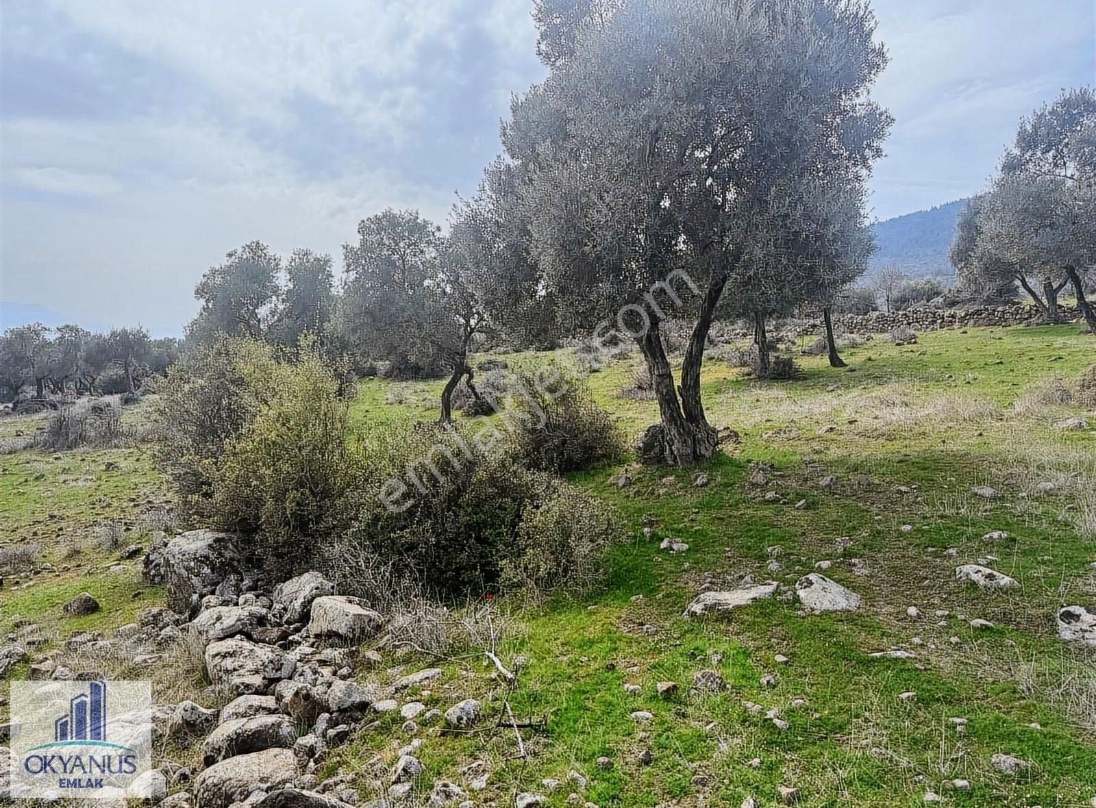 Sarıalan Da 7.500 M2 Zeytinlik , Tek Tapu , Yolu Var - Görsel 20