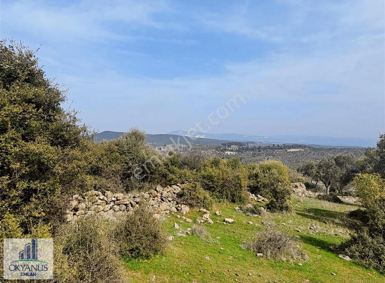 Sarıalan Da 7.500 M2 Zeytinlik , Tek Tapu , Yolu Var - Görsel 6