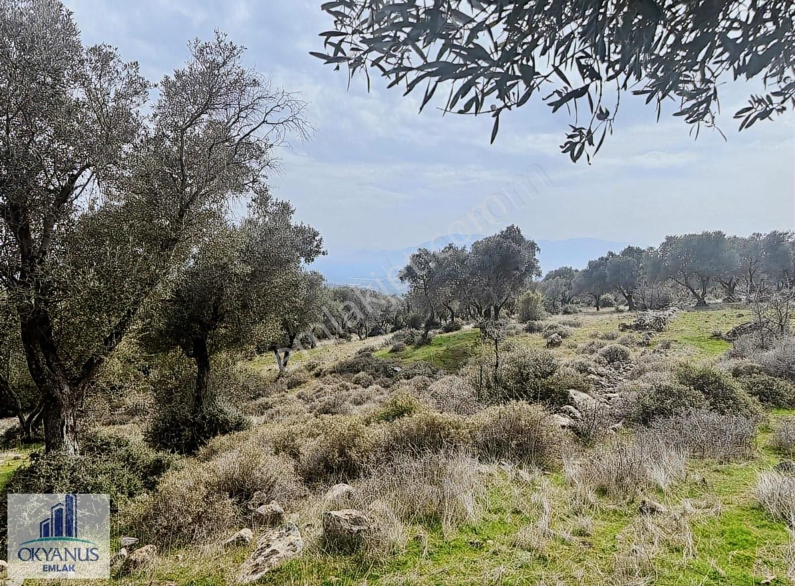 Sarıalan Da 7.500 M2 Zeytinlik , Tek Tapu , Yolu Var - Görsel 28