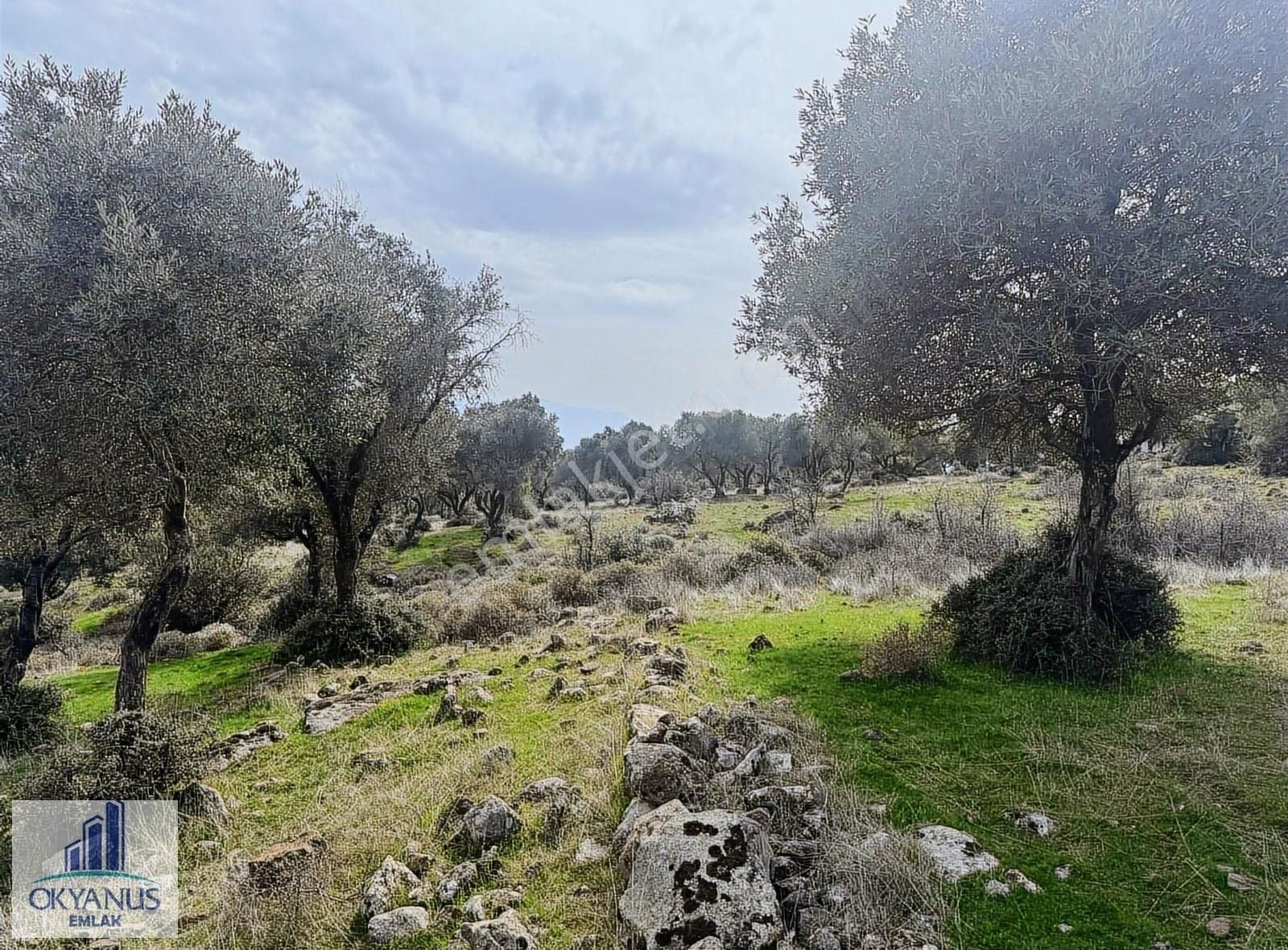 Sarıalan Da 7.500 M2 Zeytinlik , Tek Tapu , Yolu Var - Görsel 23