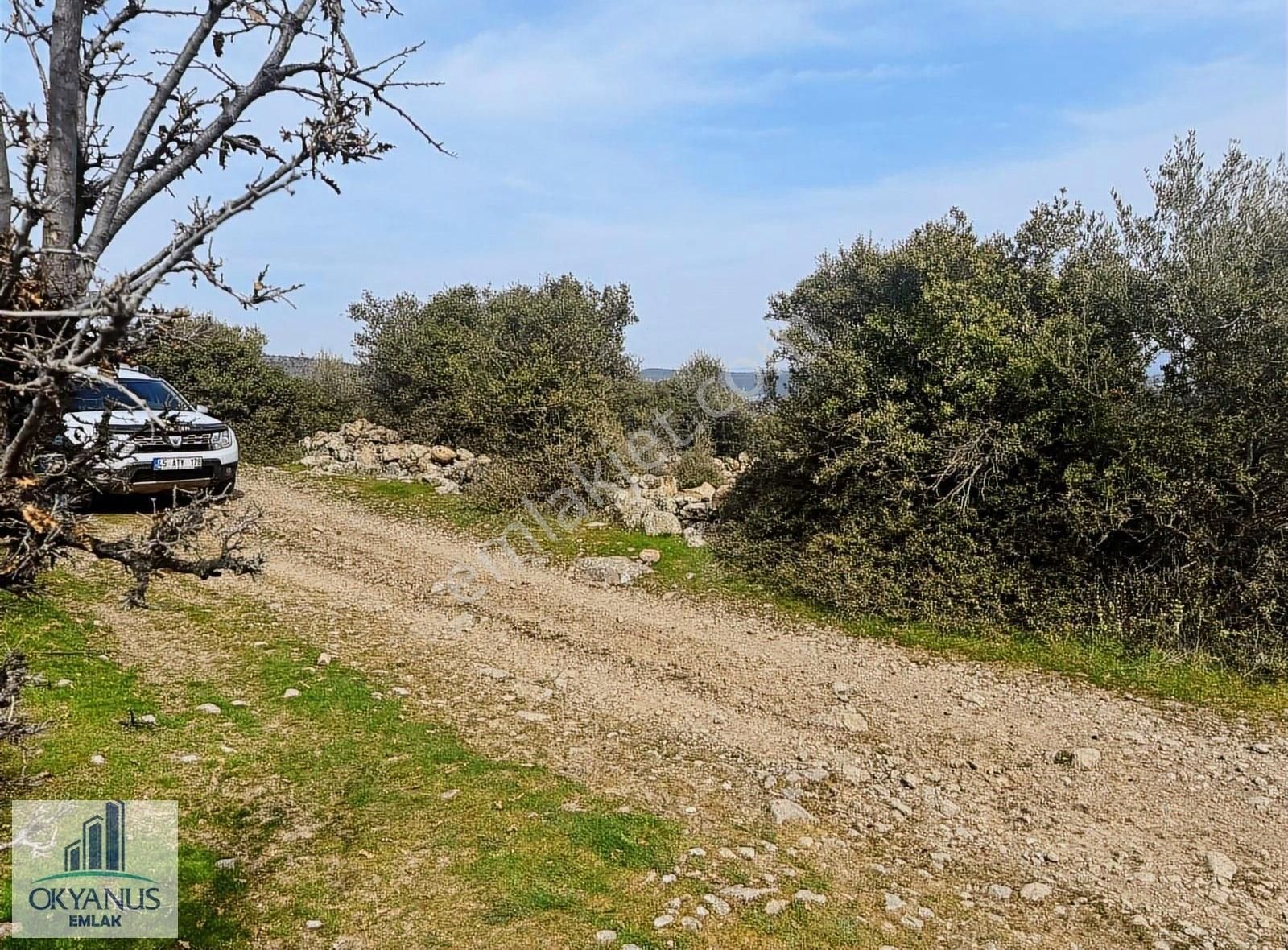Sarıalan Da 7.500 M2 Zeytinlik , Tek Tapu , Yolu Var - Görsel 25