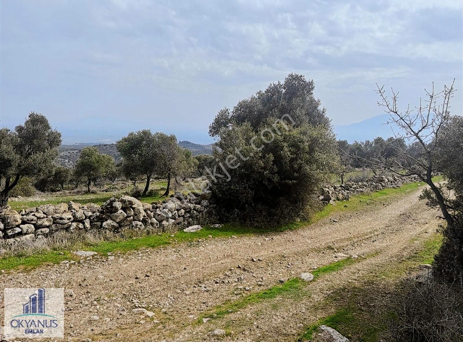 Sarıalan Da 7.500 M2 Zeytinlik , Tek Tapu , Yolu Var - Görsel 24