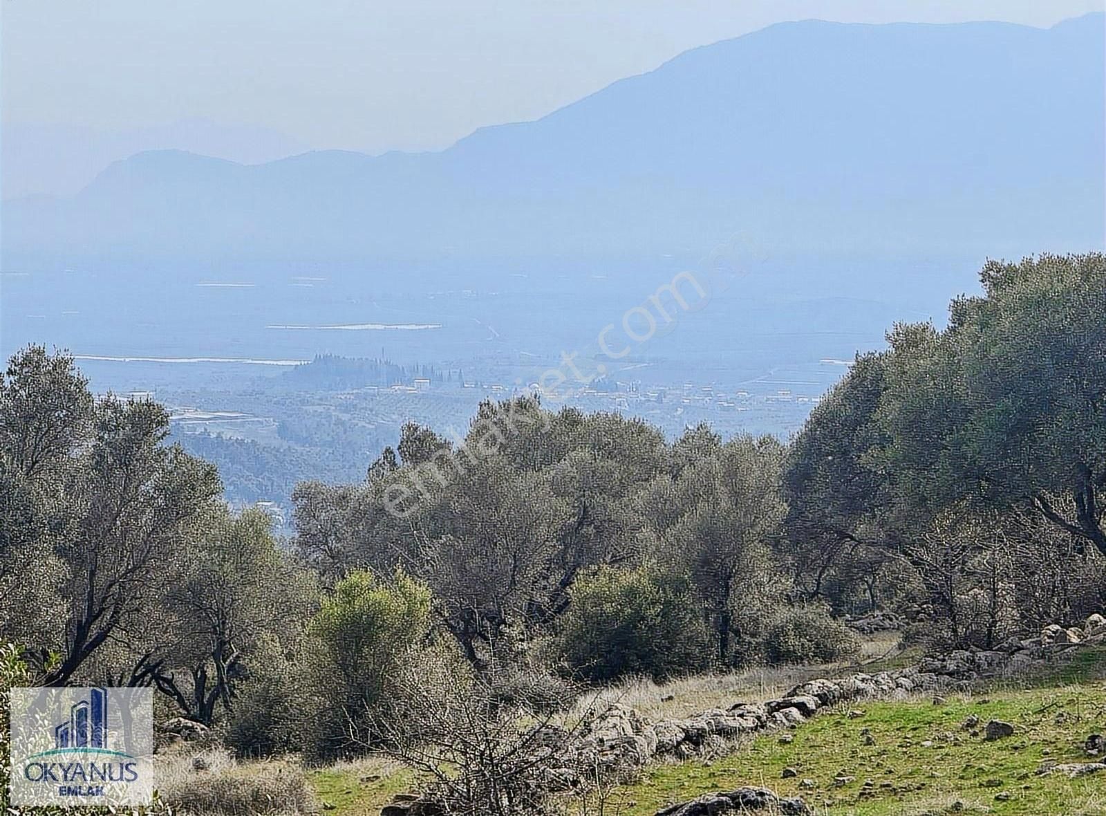 Sarıalan Da 7.500 M2 Zeytinlik , Tek Tapu , Yolu Var - Görsel 17