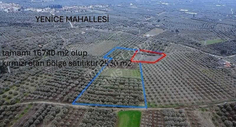 Ermiş Emlaktan Yenicede 2950m2 Hobi Bahçesi