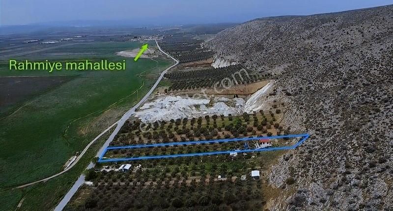 Ermiş Emlaktan Satılık 3200 M2 Zeytinlik