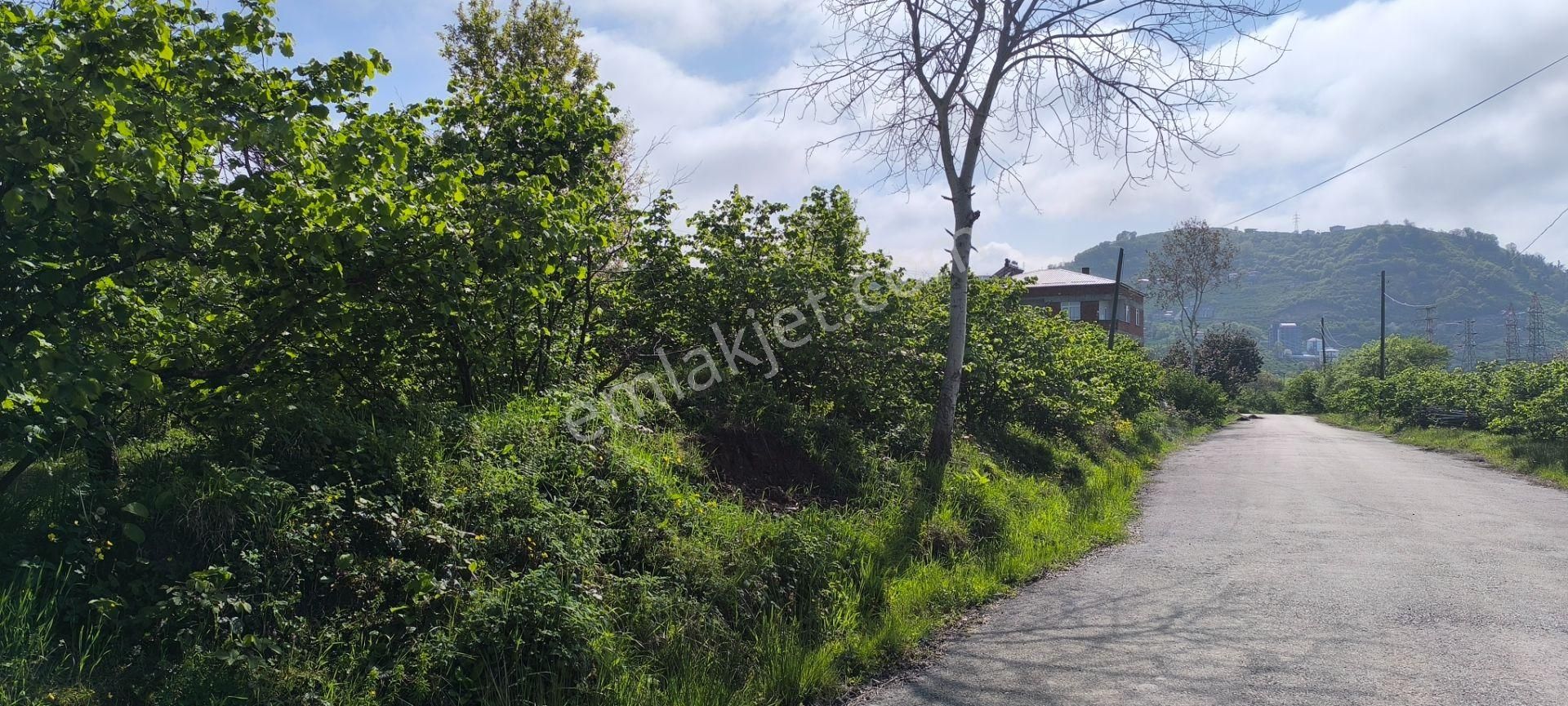 Yatırımlık Arsa / Trabzon / Arsin Fatih Mahallesi 1074 M2 İmarlı Arsa / 1300 M2 İnşaat Alanı