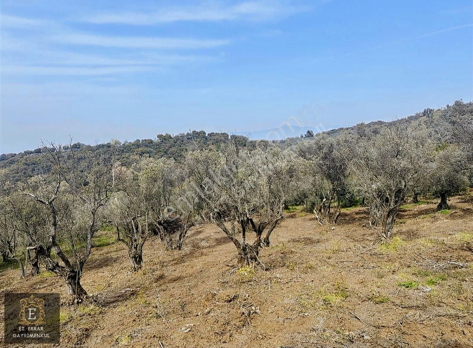 Mudanya Talatbey'de Deniz Manzaralı 1100 M2 Arazi