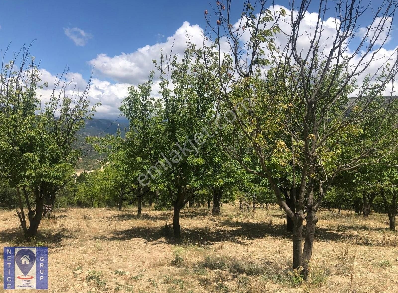 Keles Issızörende 9.584 M2 Tarla