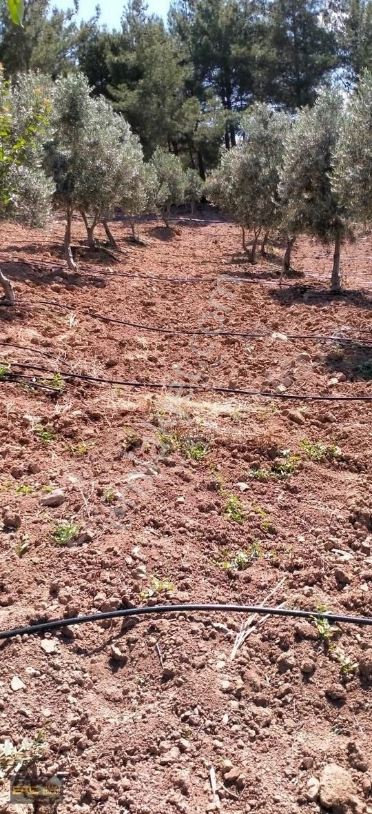 Kahramanmaraş Bulanıkta Satılık Bağ