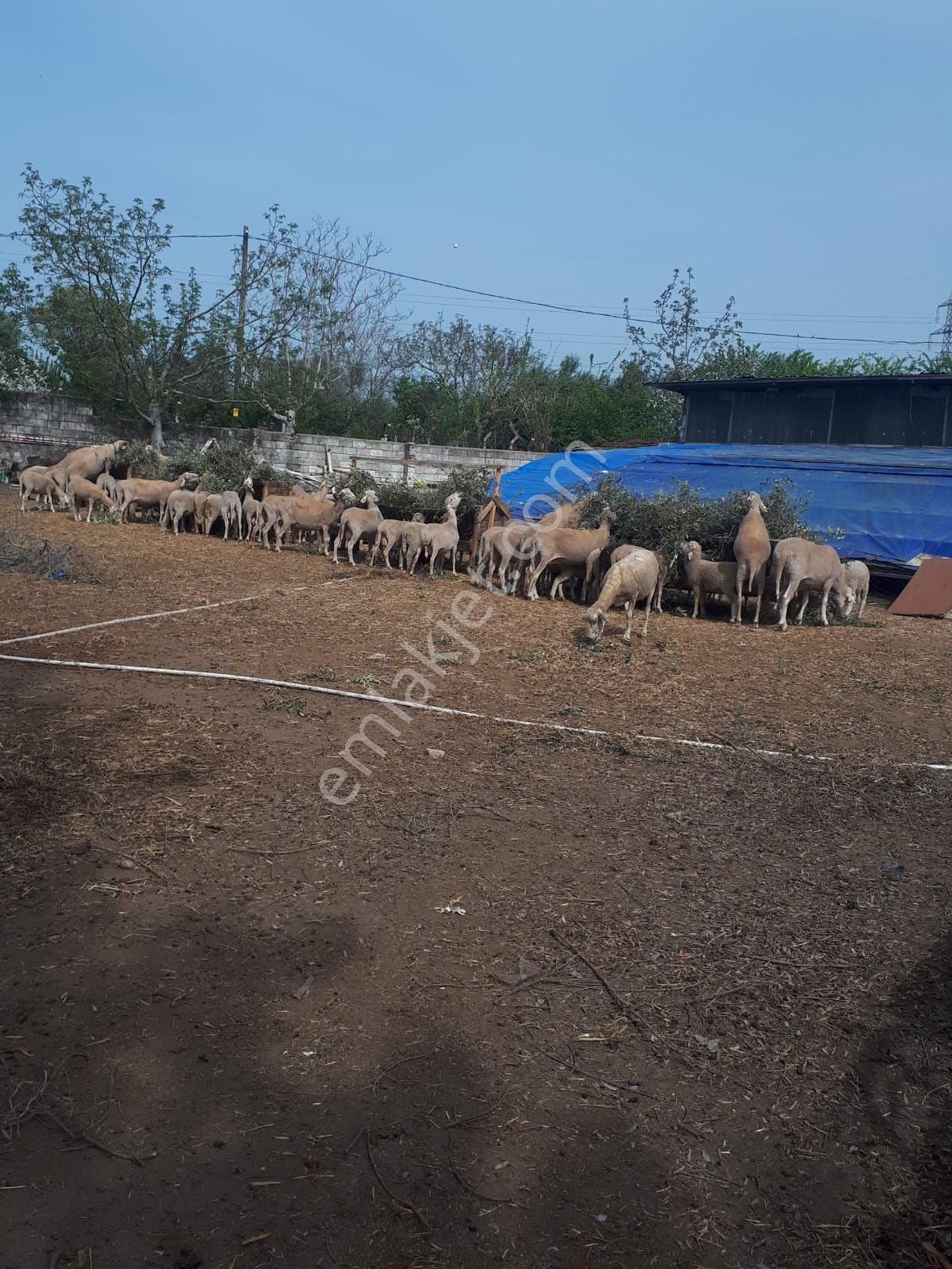 Sermayeli Ortak Aranıyor