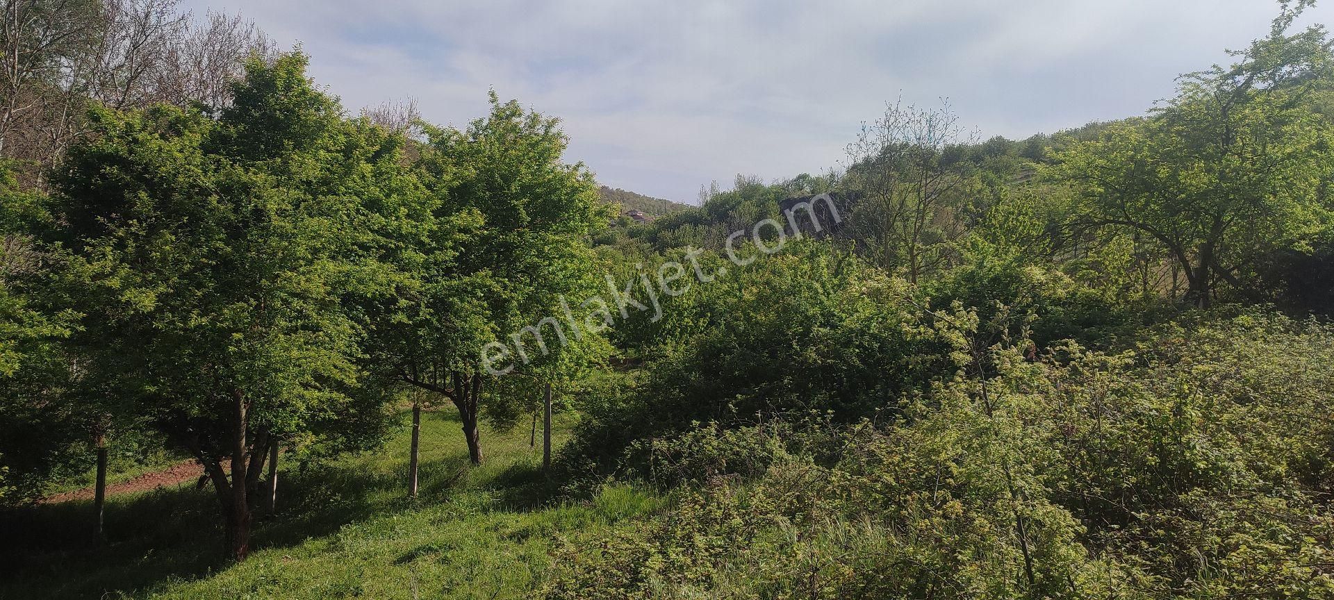 Bursa İznik Yörükler Mahallesinde Asfalt Yola Cephe 3009 M2 Satılık Arsa