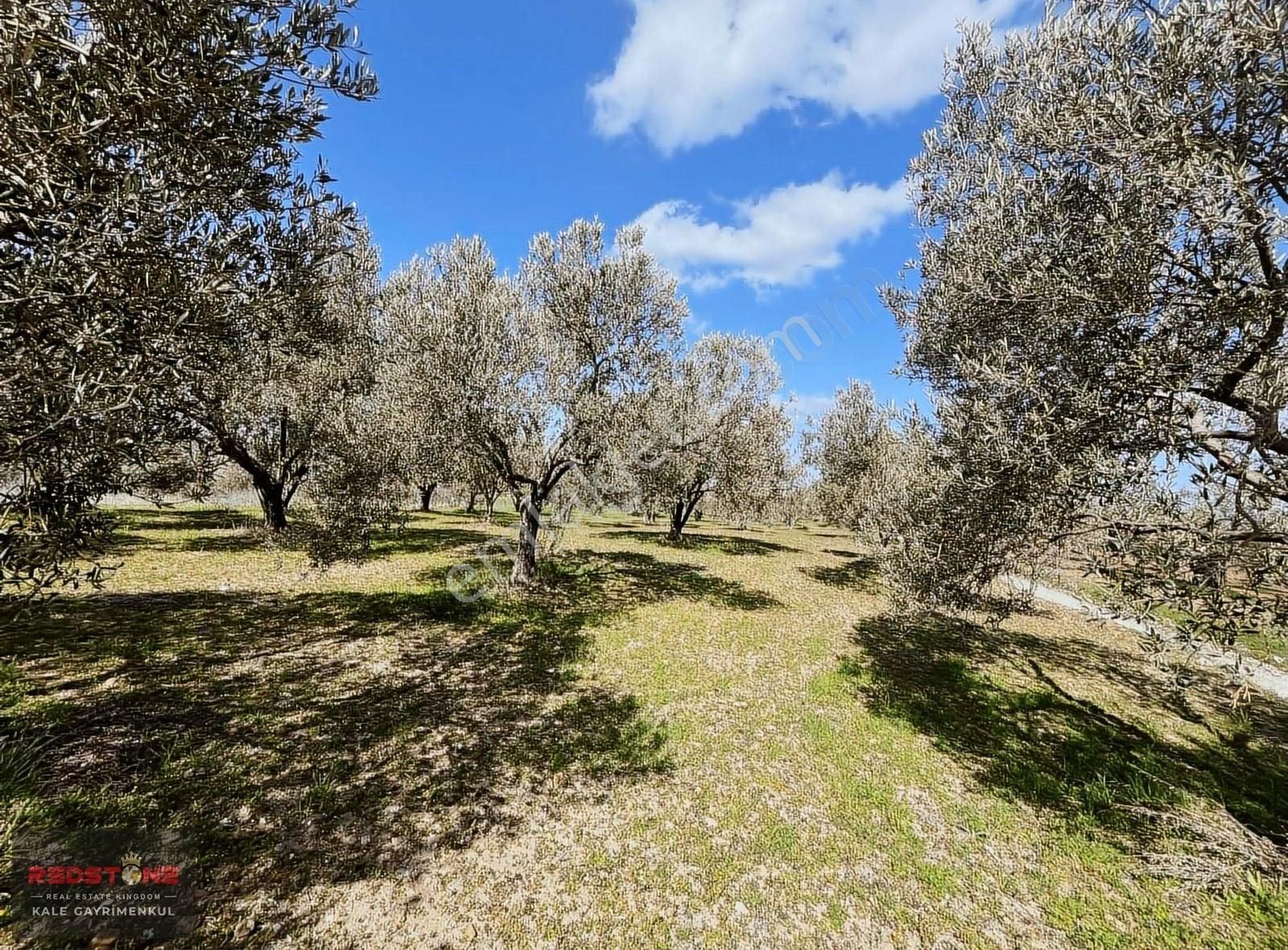 Ezine Üvecik'te Bozcaada Manzaralı 2,298 M² Zeytinlik