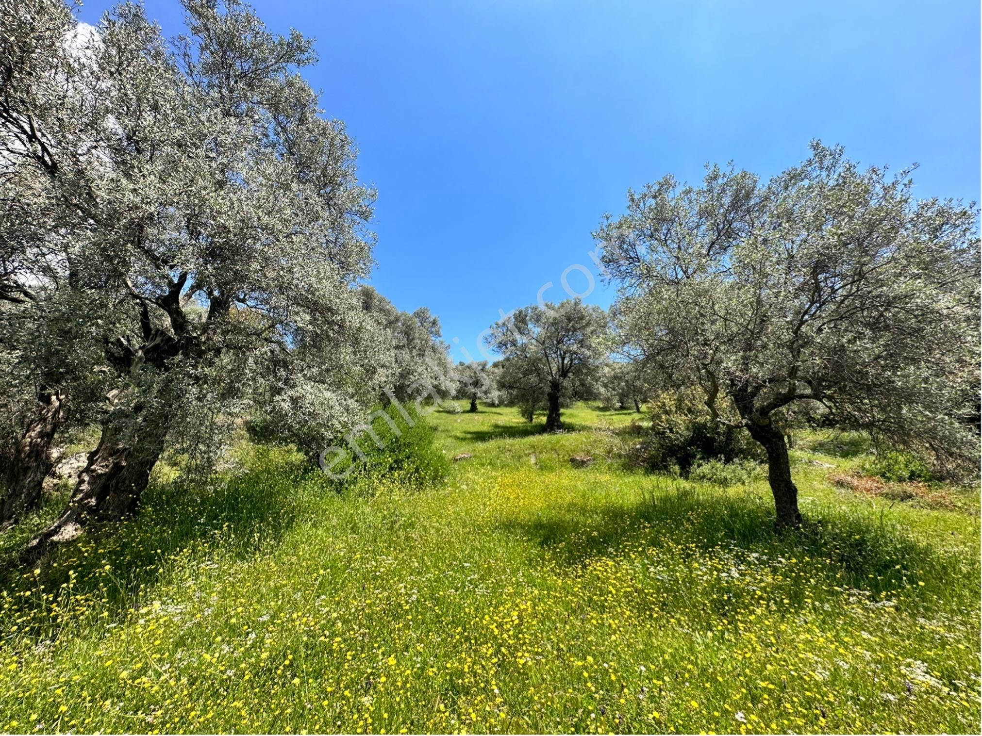 Germencik Dağyeni'de Satılık 9700 M2 Yolu Olan Zeytinlik
