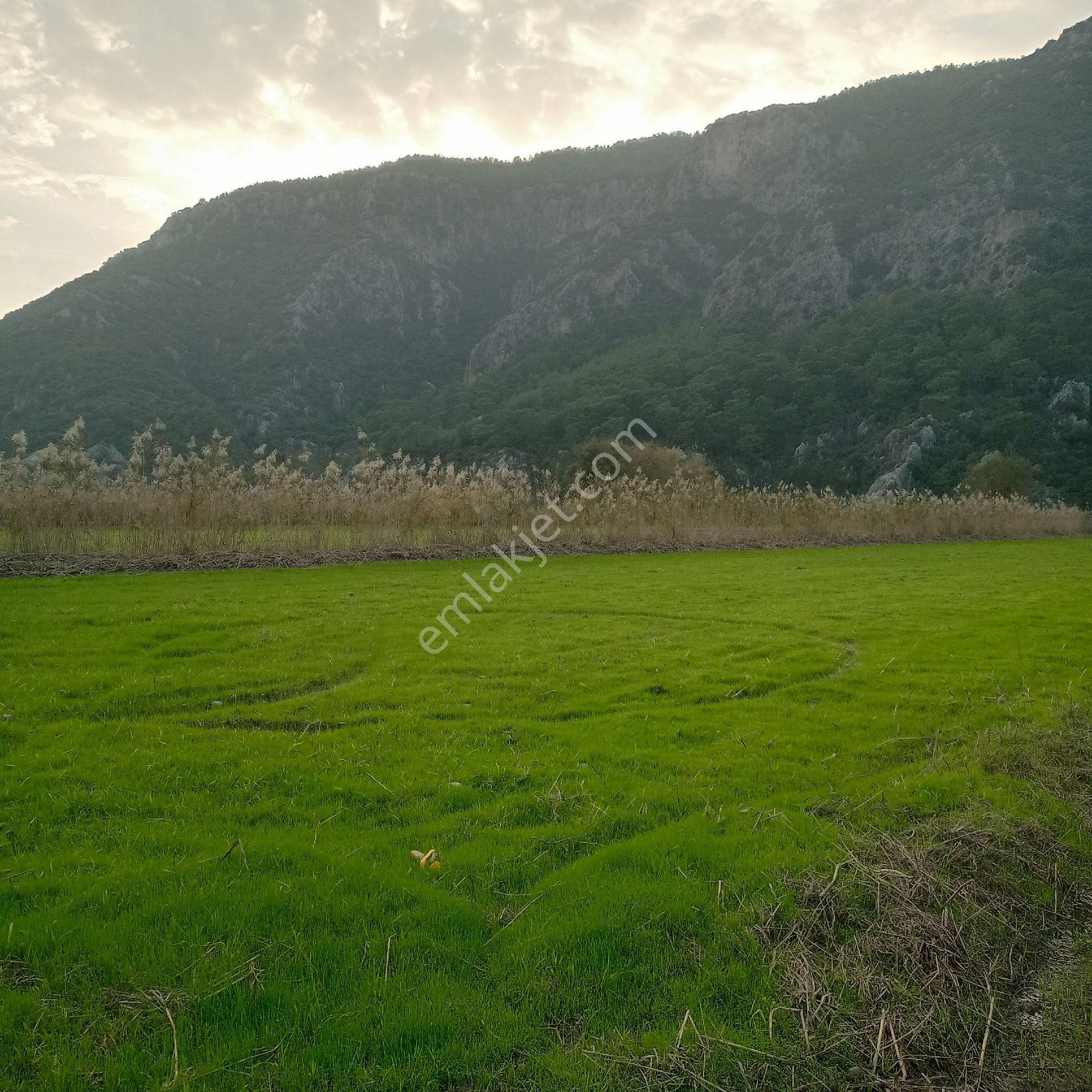 Muğla Ortaca Mergenli Satılık Tarla Müstakil Parsel - Görsel 5