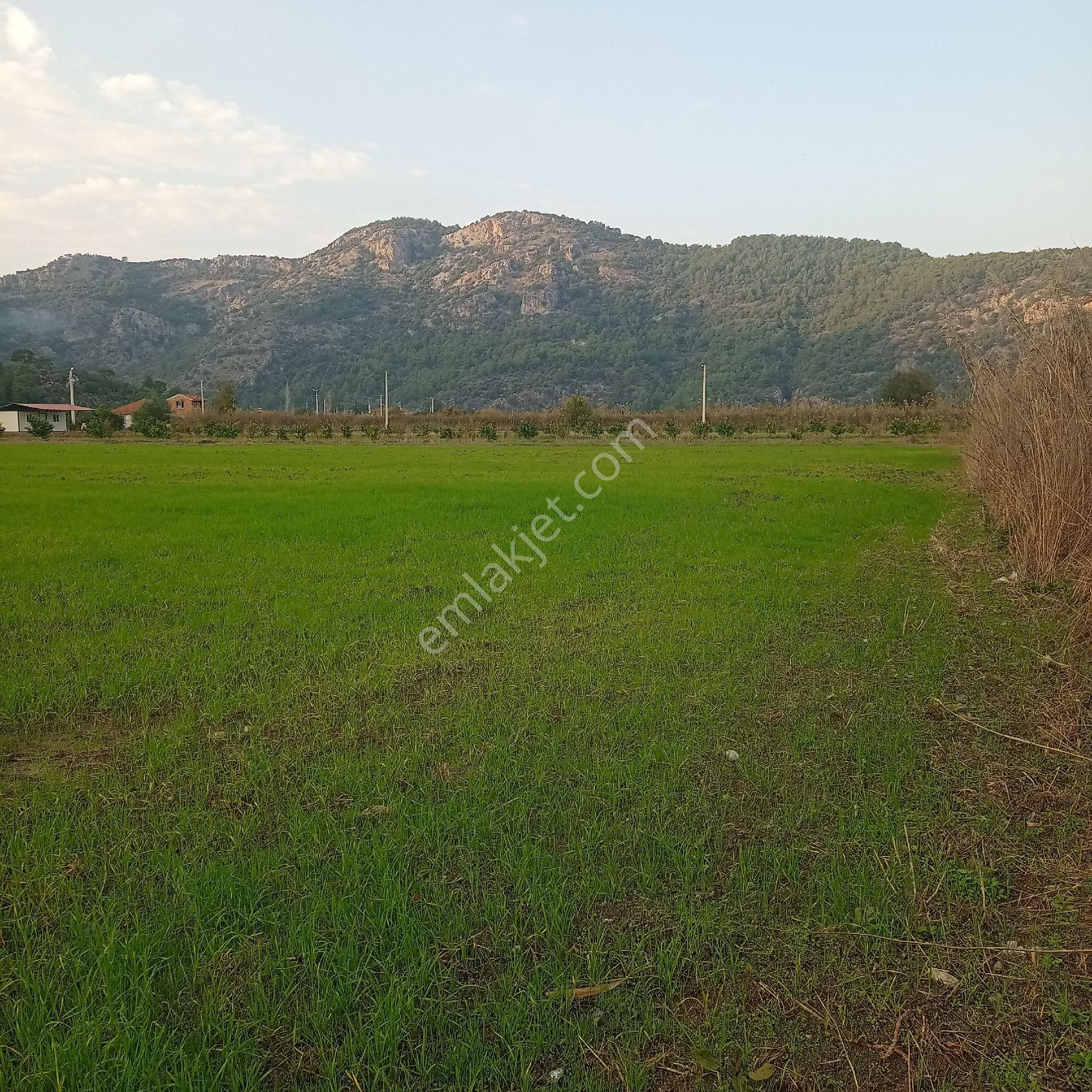 Muğla Ortaca Mergenli Satılık Tarla Müstakil Parsel - Görsel 4