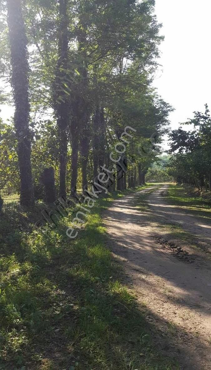Hendek Kurtköy Yol Kenarı Satılık Fındıklık