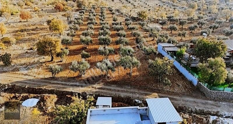 Soft'tan Gülpınar'da İçinde 120 Ağaç Bulunan Zeytin Bahçesi