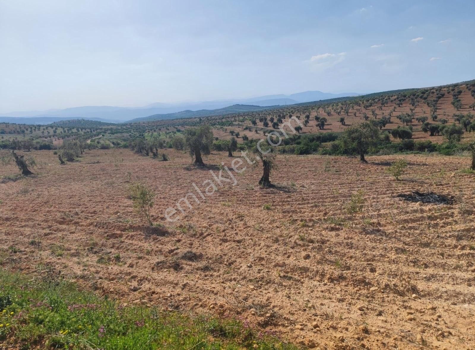 Pusula Emlaktan 6.5 Dönüm 178 Ağaç Zeytin Yolu Var Sontaj İzinli