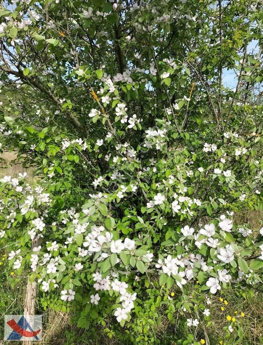 Yetiş Al Dan Şile Çengilli De Doğa İçinde 4.550 M2 Satılık Arazi - Görsel 29