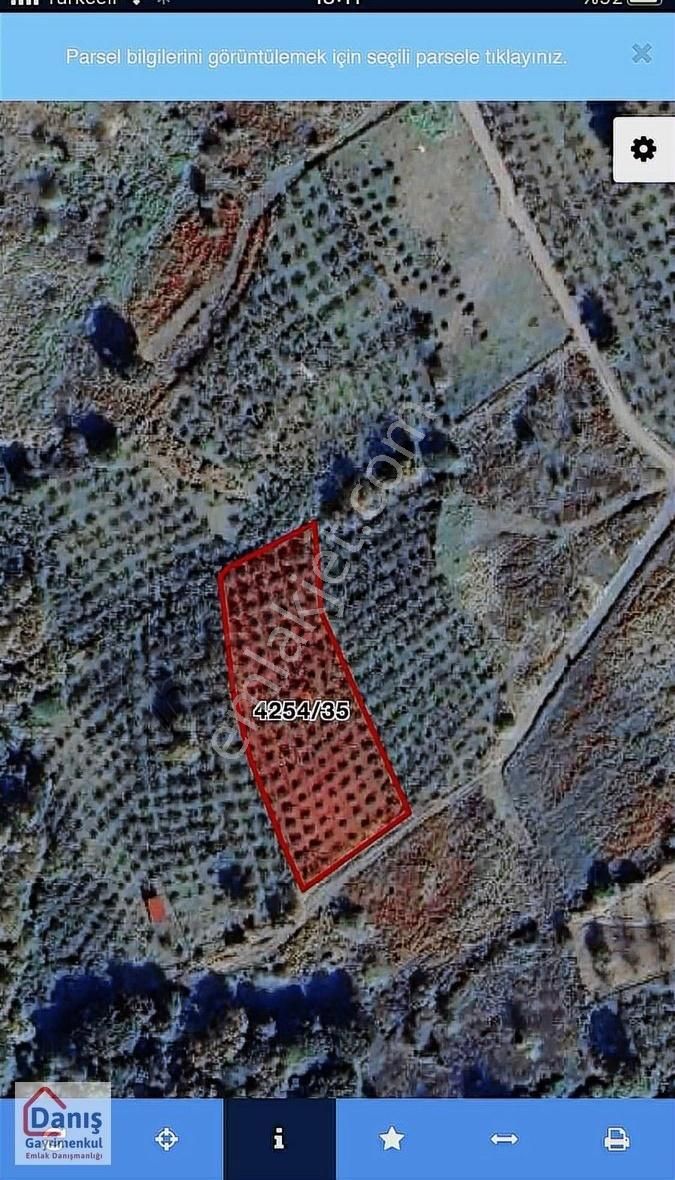 Şile Geredeli De Mustakıl Fındık Tarlası - Görsel 4