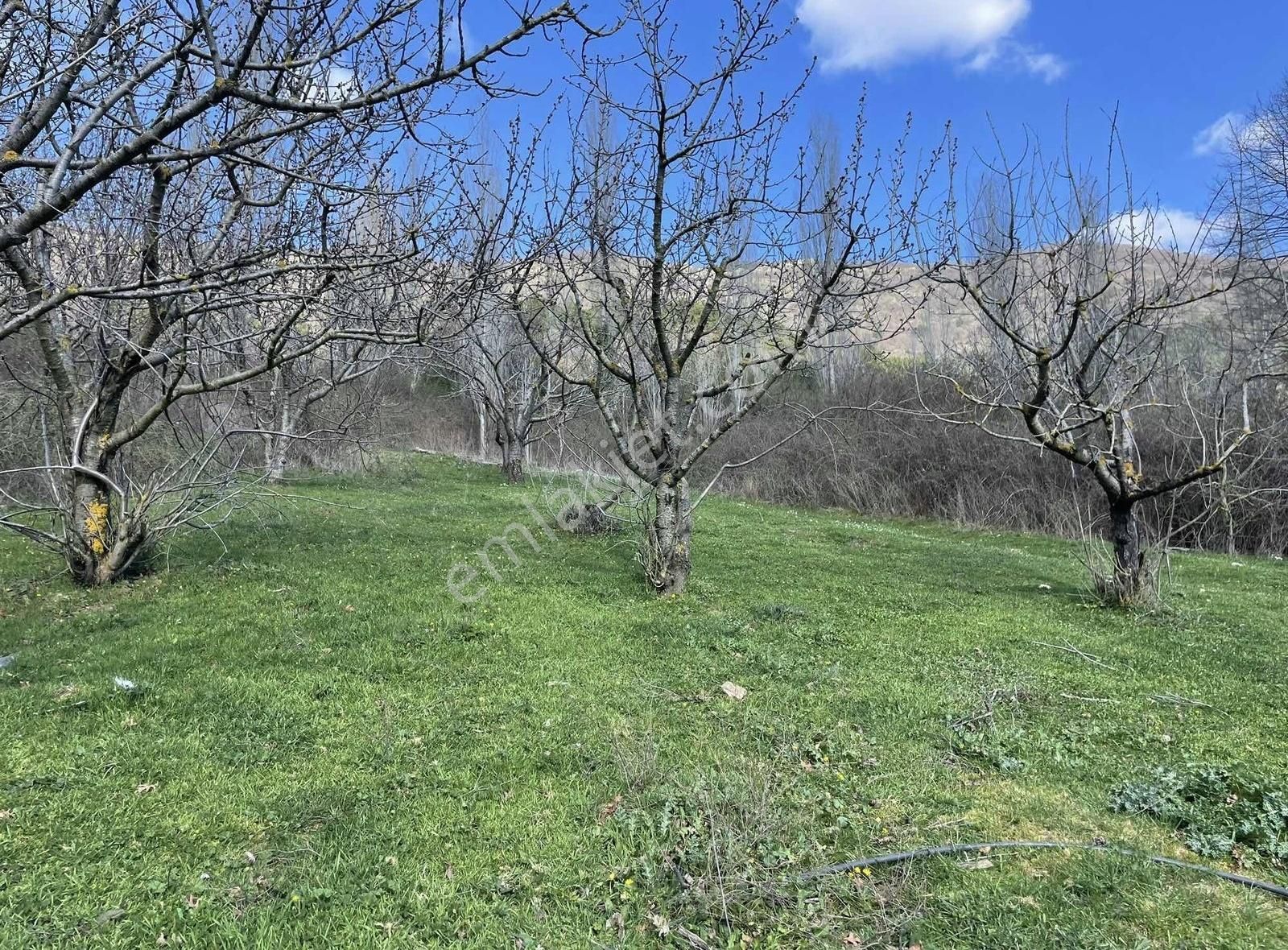 Kemalpaşa Ovacık Köyünde Kiraz Ve Çeşitli Meyve Bahçesi - Görsel 9