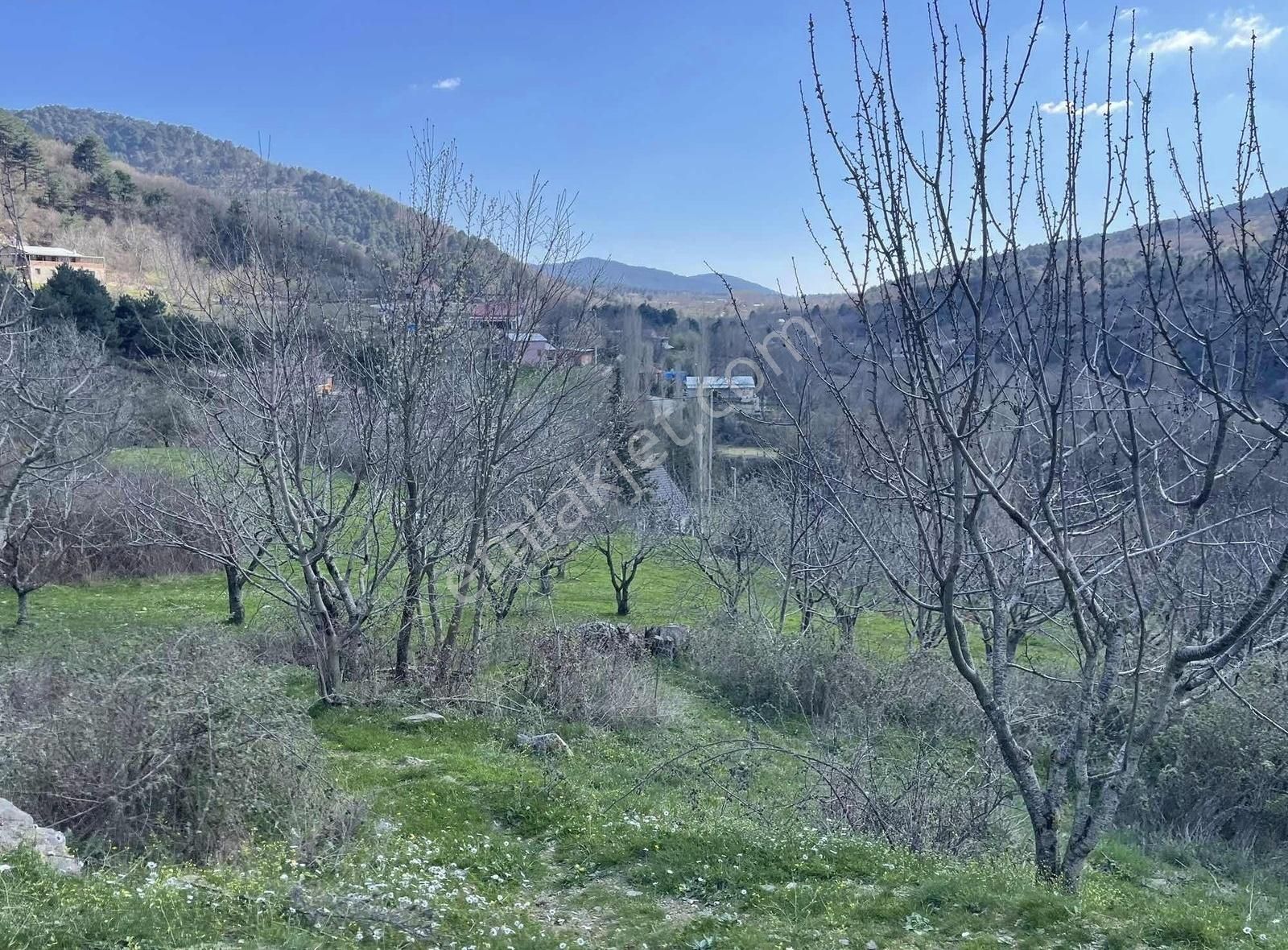 Kemalpaşa Ovacık Köyünde Kiraz Ve Çeşitli Meyve Bahçesi - Görsel 12