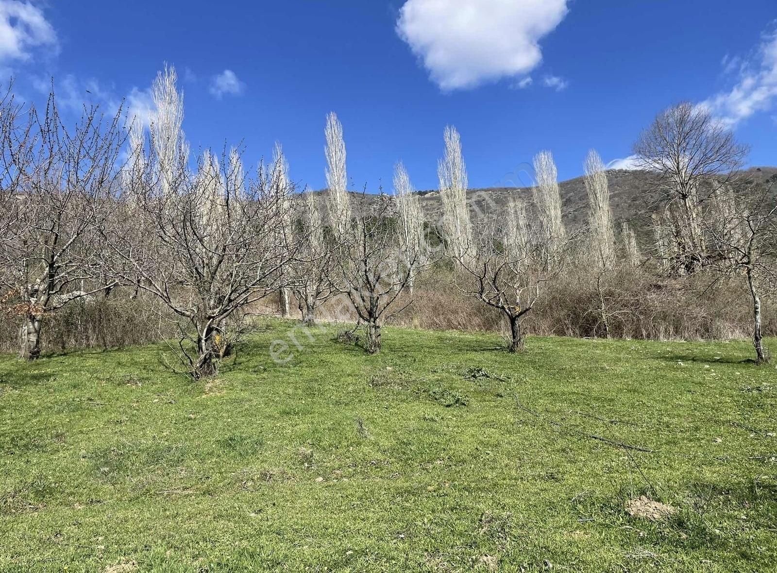 Kemalpaşa Ovacık Köyünde Kiraz Ve Çeşitli Meyve Bahçesi - Görsel 10