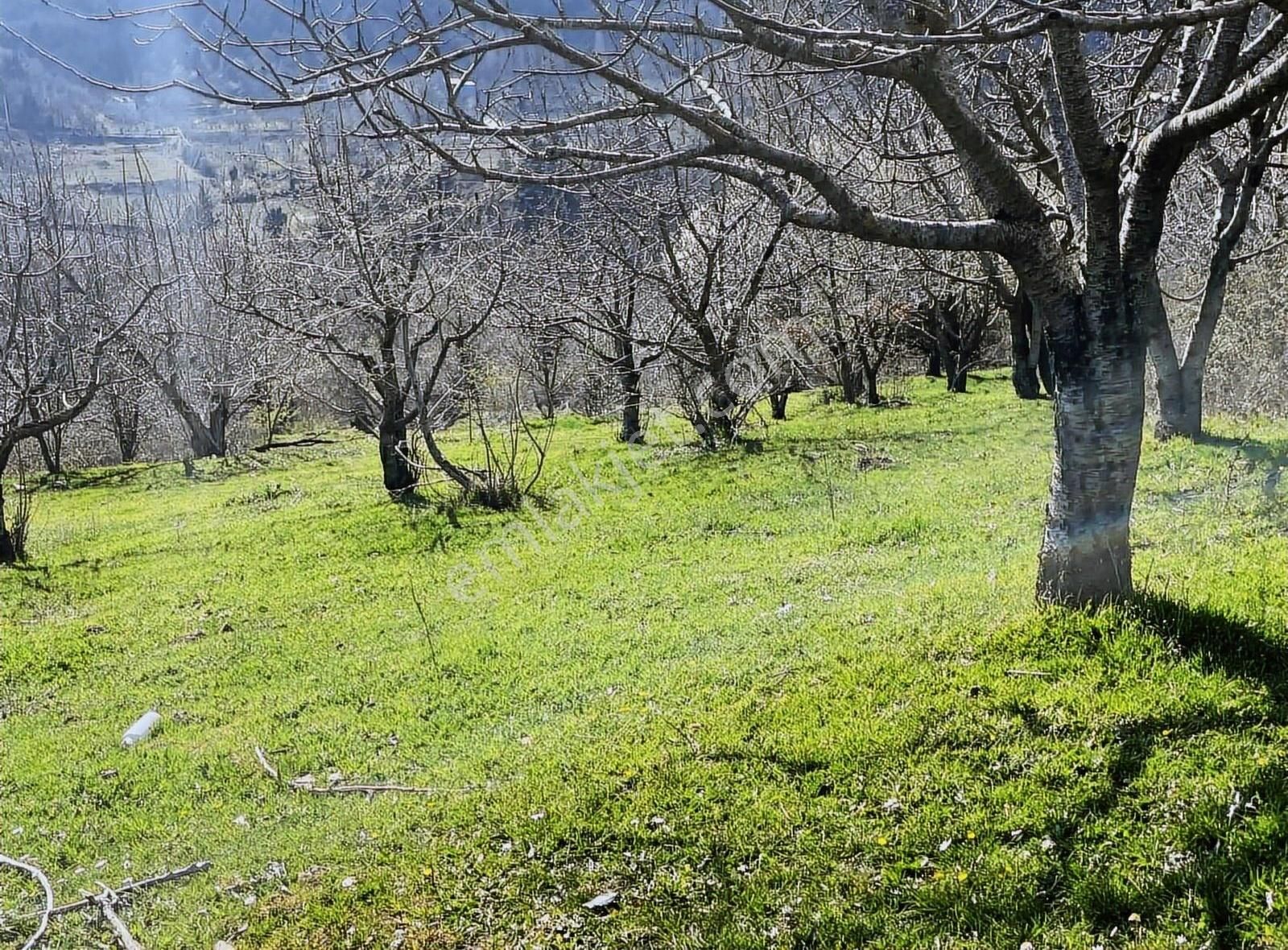 Kemalpaşa Ovacık Köyünde Kiraz Ve Çeşitli Meyve Bahçesi - Görsel 4