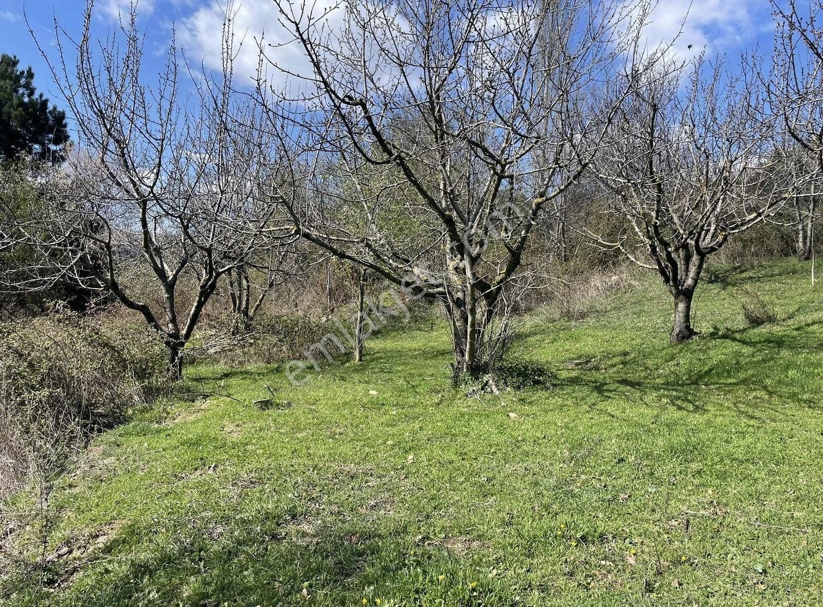 Kemalpaşa Ovacık Köyünde Kiraz Ve Çeşitli Meyve Bahçesi - Görsel 6
