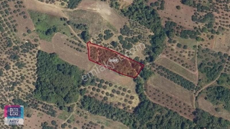 Dürdane'de Kadastro Yola Cephe Kooperatiften Satılık Arsalar