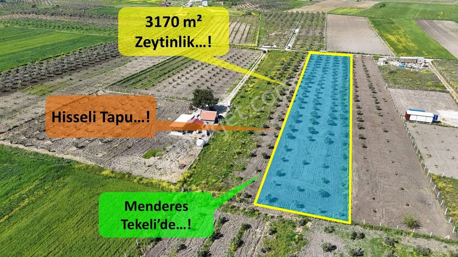 Tekeli 2ada 1 Parselde 4080 M2 Zeytinlik Manzaralı Develi Üstünde Menderes İzmir