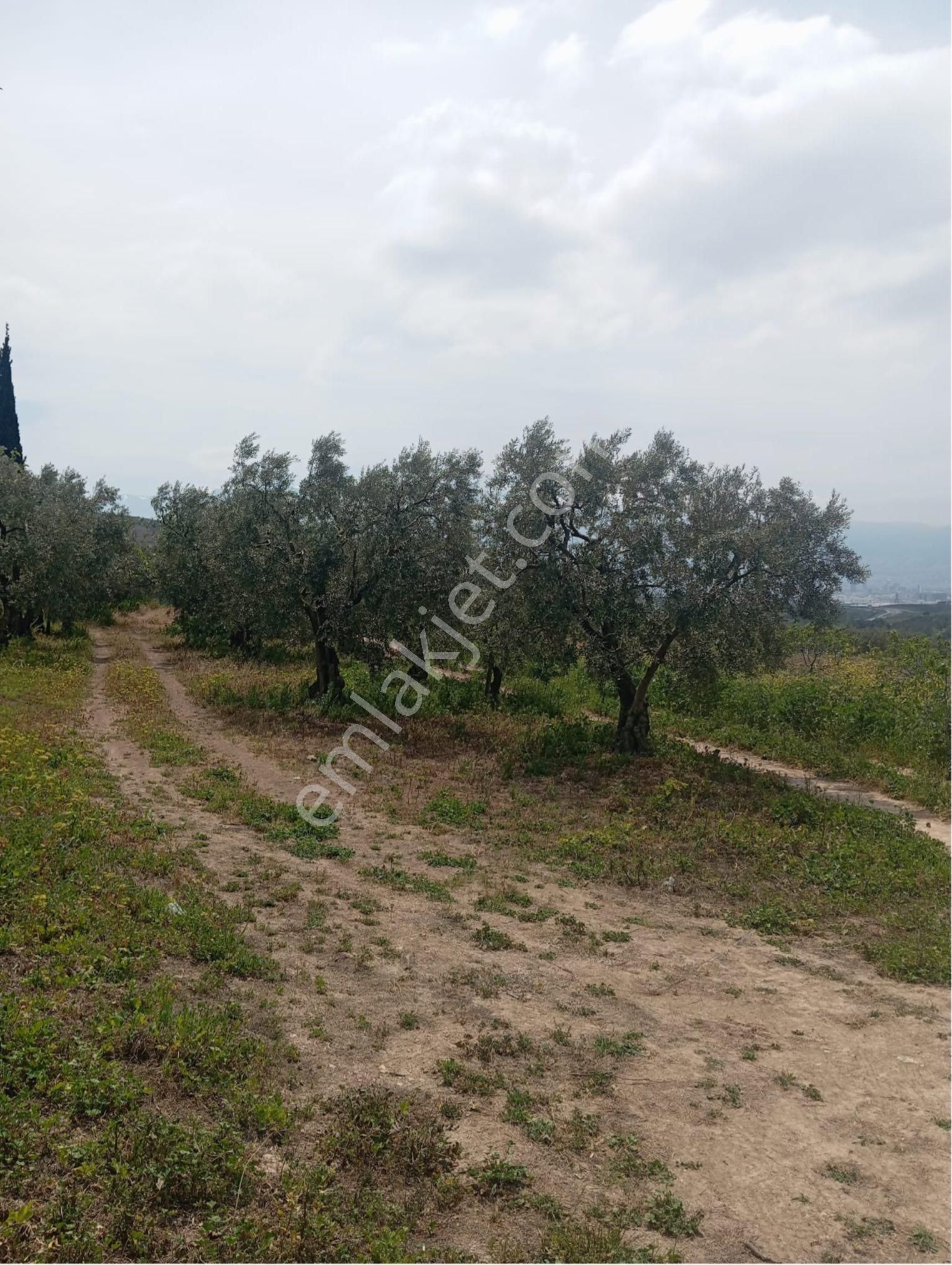 Karabacik Koyunde Satilik Tarla